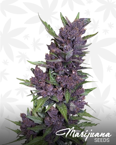 Auto Purple Kush