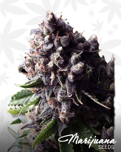 Auto Purple