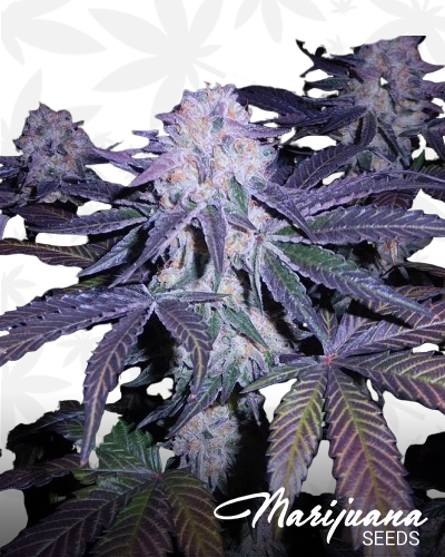 Auto Purps