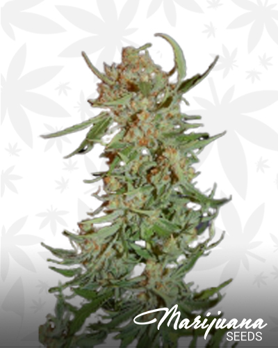 Auto Pyramid II