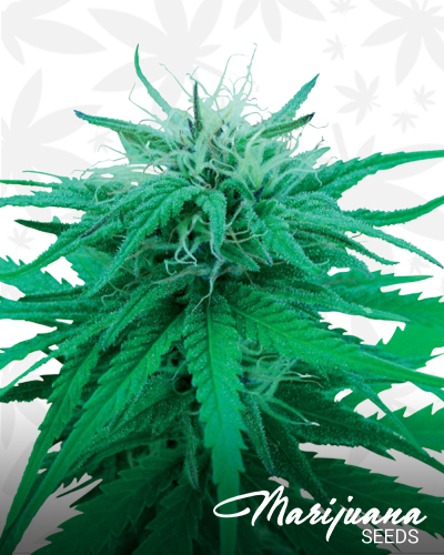 Auto Rainbow Bubble2
