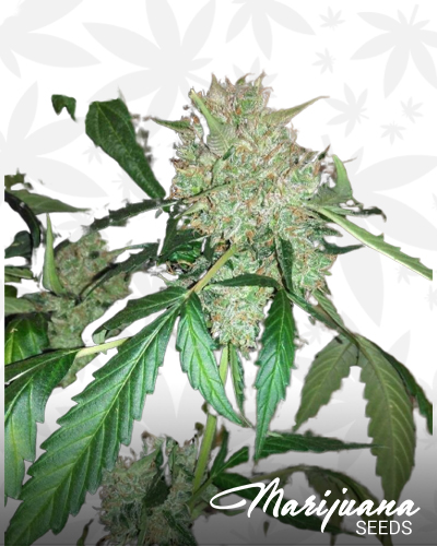 Auto Shark