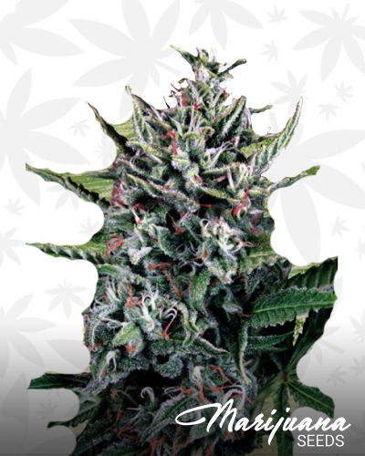 Auto Silver Bullet