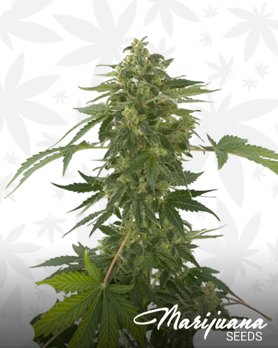 Auto Silver Haze