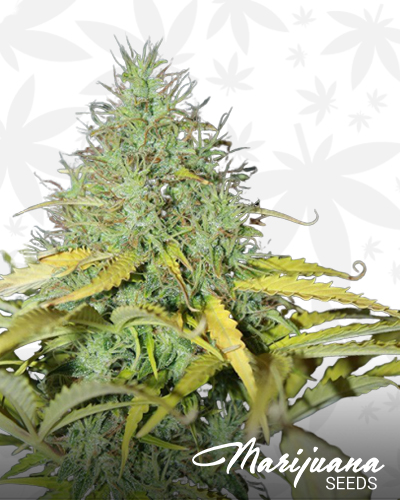 Auto Skunk 1