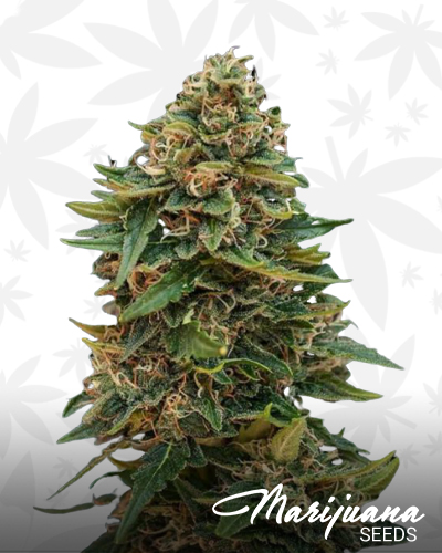 Auto Skunk 47