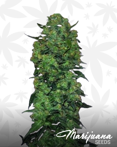 Auto Skunk Mass