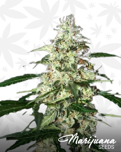 Auto Skunk