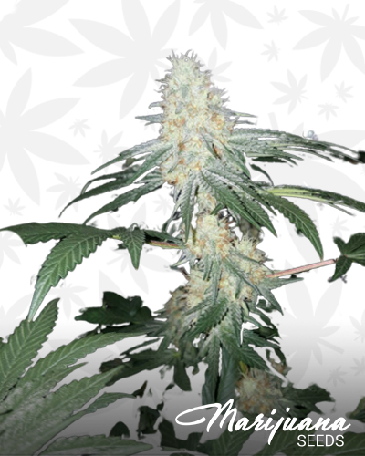 Auto Skywalker