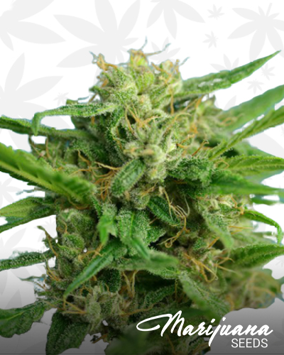 Auto Smokey