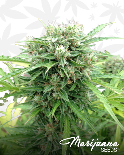 Auto Somango