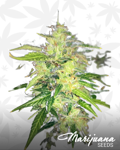 Auto Sour Caramel