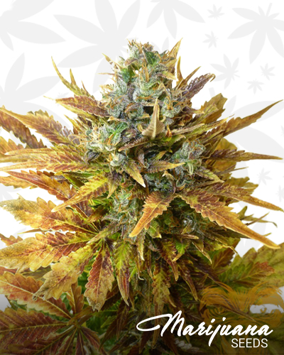 Auto Sour Diesel Haze