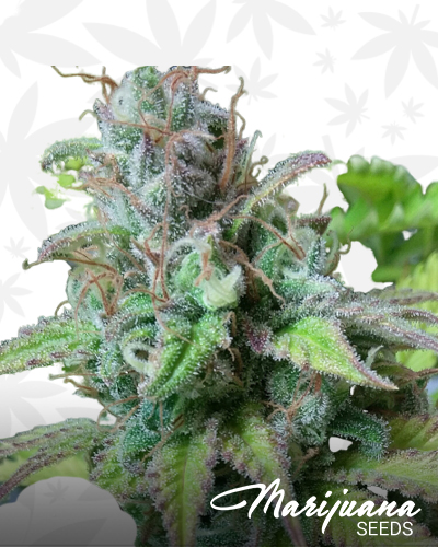 Auto Sour Melon Mass