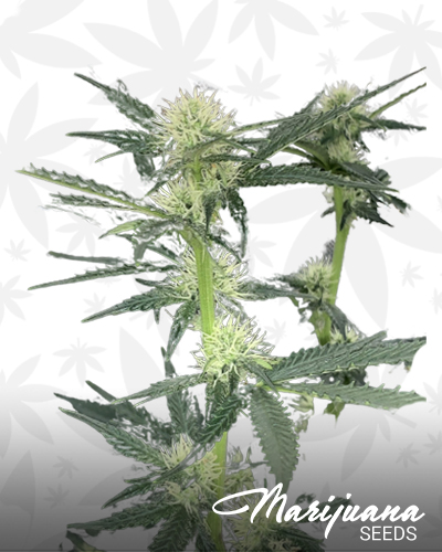 Auto Super OG Kush
