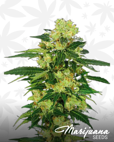 Auto Torpedo