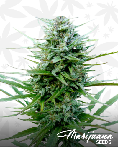 Auto VIP CBD
