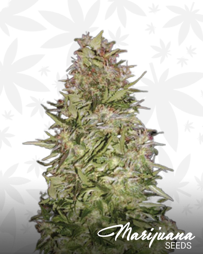 Auto White Prussian