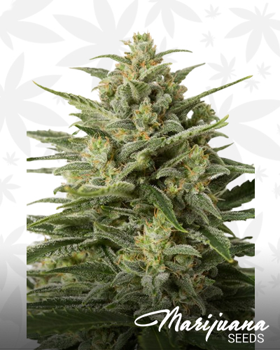 Auto White Widow ХХL