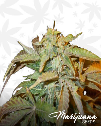 Automatic AK47 x New York City Diesel