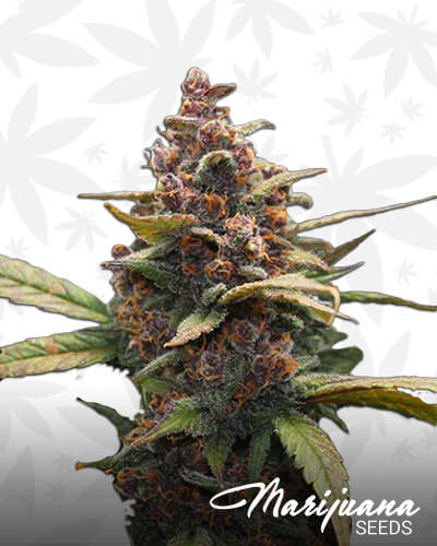 Ayahuasca Purple
