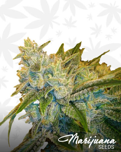 B T Y OG Aka Better Than Yours OG