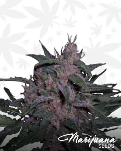 BC Blueberry