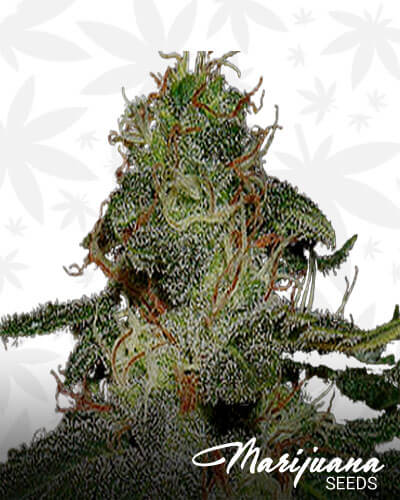 BC Diesel