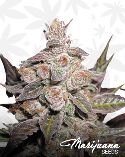 Banana Candy