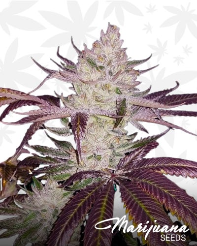 Bay Platinum Cookies