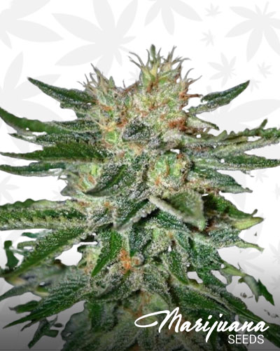 Beckwourth Bud