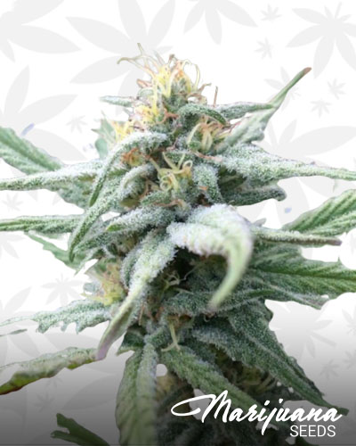 Berry White