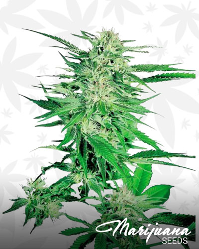 Big Bud