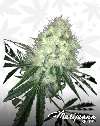 Big White