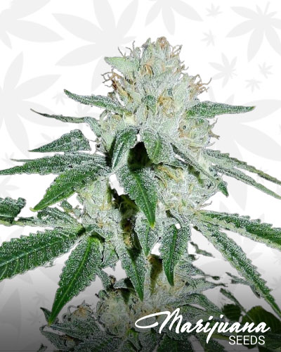 Biker Kush