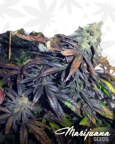 Black Afghan