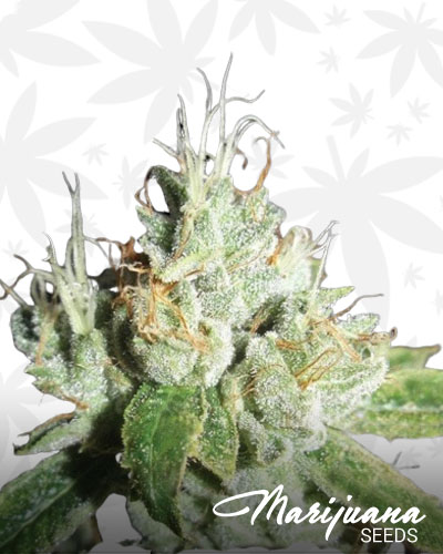 Black Cheese