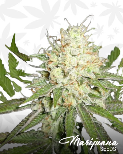 Black Cherry OG