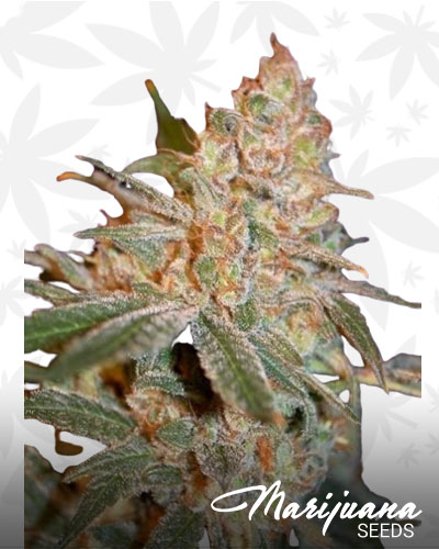 Black Diesel