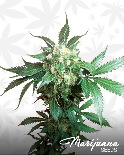 Black Domina
