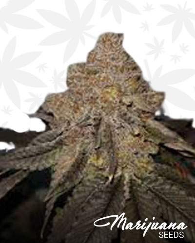 Black Label Kush