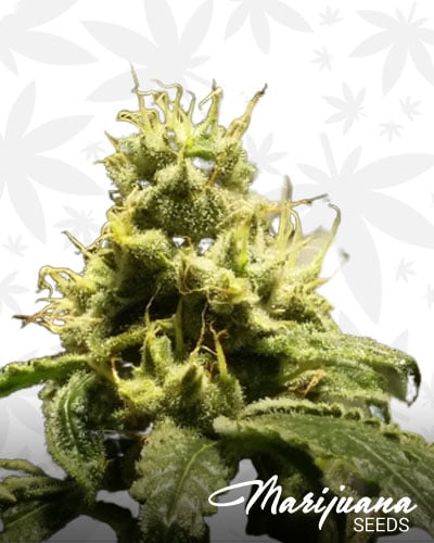 Black Lime Special Reserve