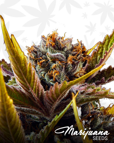 Black Magic Kush
