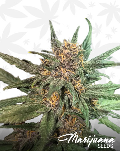 Blackberry Cream