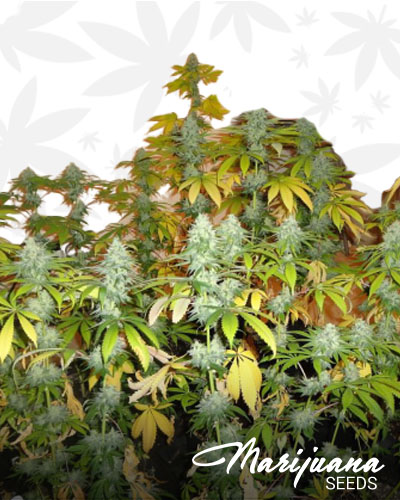 Blackberry Diesel