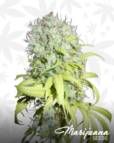 Blackberry Hashplant