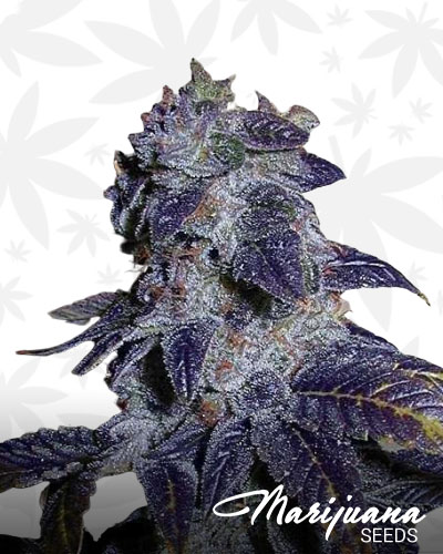 Blackberry Kush