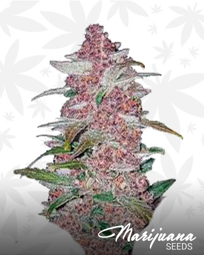 Blackberry Lime Haze
