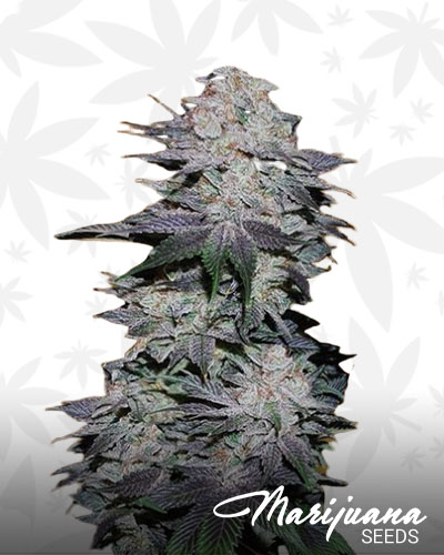 Blackberry X Blueberry