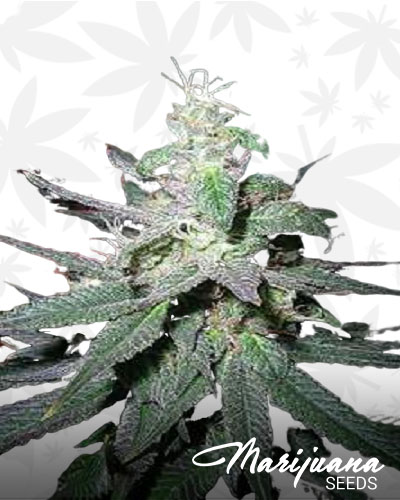 Blaze